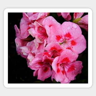 Pink Flowers Crying in the Rain Sticker